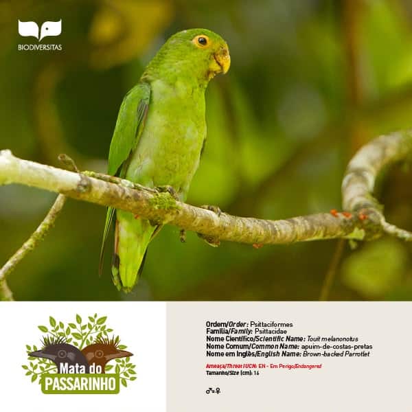 Registro do Apuim-de-costas-pretas, psitacídeo que pode ser observado na Mata-do-Passarinho