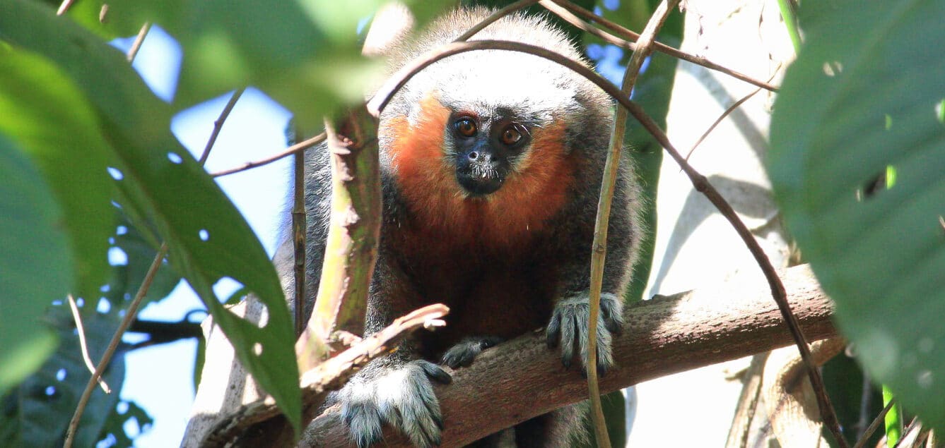 Zogue-zogue-de-Alta-Floresta, um dos primatas mais ameaçados do Brasil.